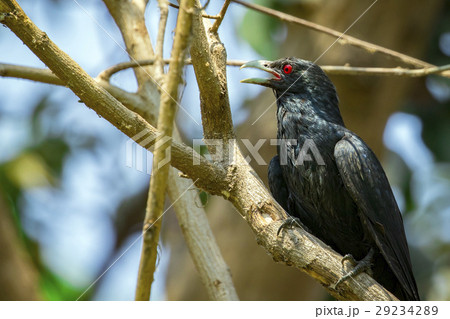 Image of asian koel bird (Eudynamys scolopaceus) Image of asian koel bird (Eudynamys scolopaceus) 29234289