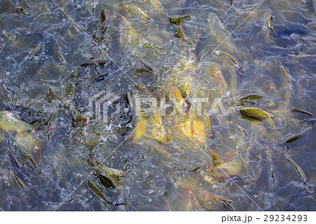 Image of a fish herd in the water(Java barb,  29234293