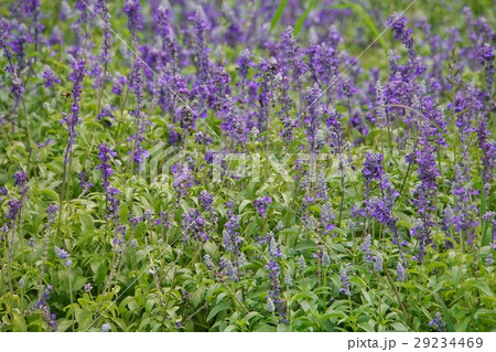 ラベンダー（Lavender）、ラベンダー畑（Lavender Farm） 29234469