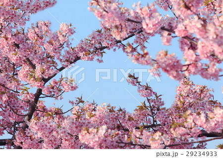 Sakura 29234933