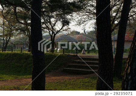 乃松亭　松林　韓国 29235071