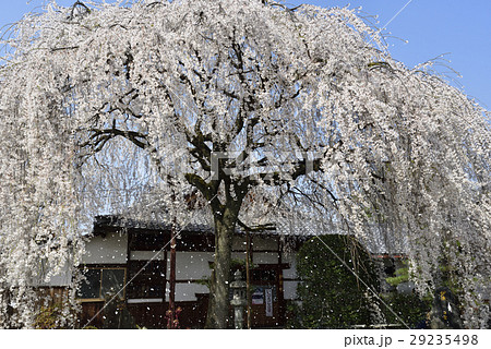 本満寺　枝垂れ糸桜 29235498