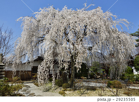 本満寺　枝垂れ糸桜 29235505