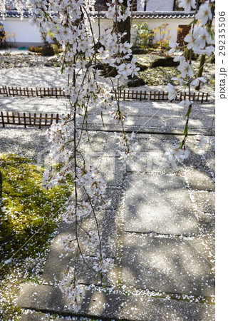 本満寺　枝垂れ糸桜 29235506