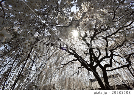 本満寺　枝垂れ糸桜 29235508