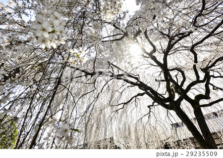 本満寺　枝垂れ糸桜 29235509