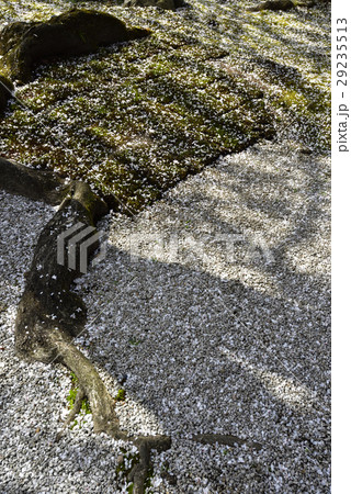 本満寺 枝垂れ糸桜 本満寺 枝垂れ糸桜 29235513