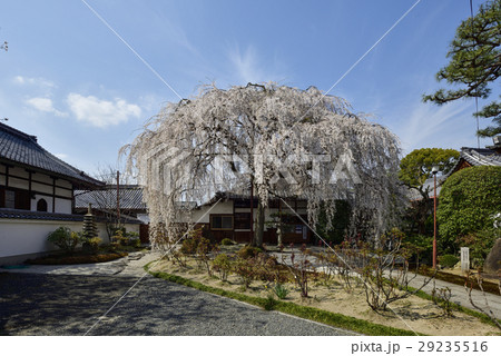 本満寺　枝垂れ糸桜 29235516