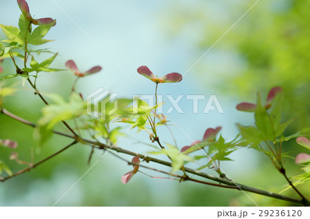 飛ぶ種 飛ぶ種 29236120