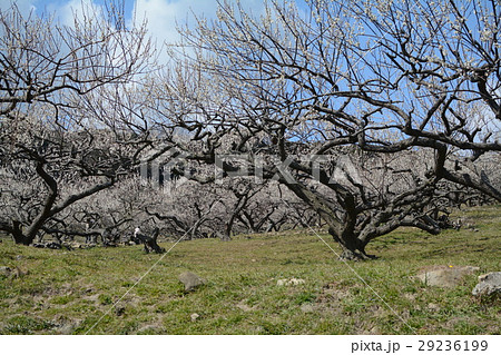 綾部山梅林 29236199