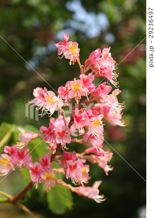 ベニバナトチノキ 29236497