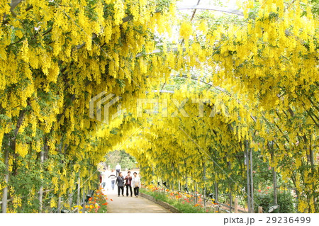 藤のトンネル 29236499