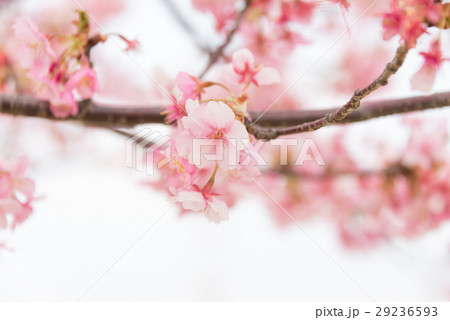 河津桜のクローズアップ 29236593