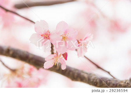 河津桜のクローズアップ 河津桜のクローズアップ 29236594