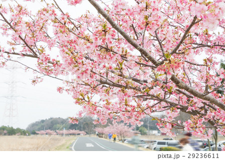 利根川遊歩道沿いの河津桜 利根川遊歩道沿いの河津桜 29236611