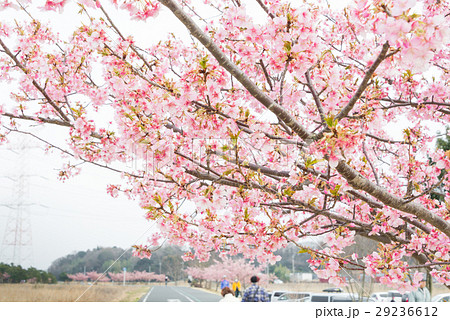 利根川遊歩道沿いの河津桜 利根川遊歩道沿いの河津桜 29236612