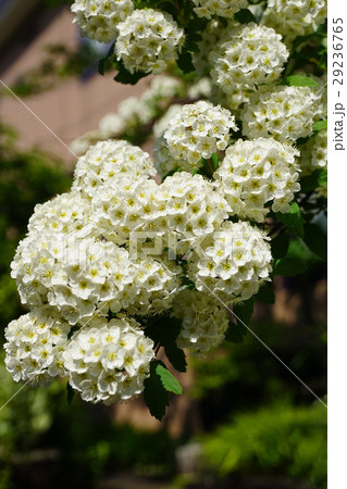 可憐で美しいコデマリ 29236765