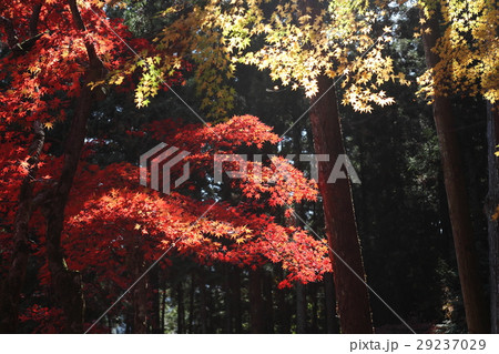 洞光寺の紅葉 29237029