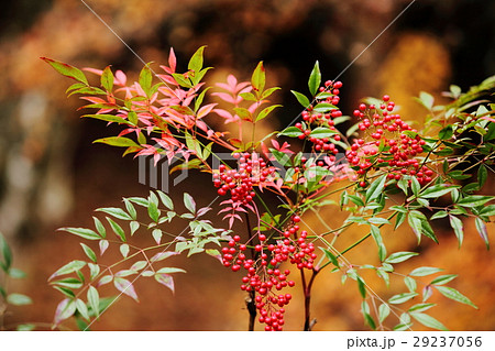 龍穏寺のナンテン 29237056