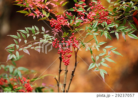 龍穏寺のナンテン 龍穏寺のナンテン 29237057