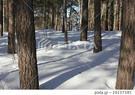 Snowy pine tree winter forest 30312 Snowy pine tree winter forest 30312 29237385