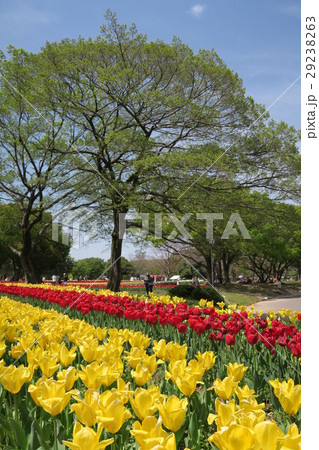 万博記念公園自然文化園~チューリップの花園~ 万博記念公園自然文化園~チューリップの花園~ 29238263