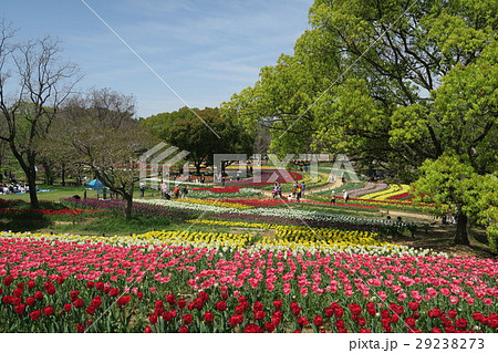 万博記念公園自然文化園 チューリップの花園 の写真素材