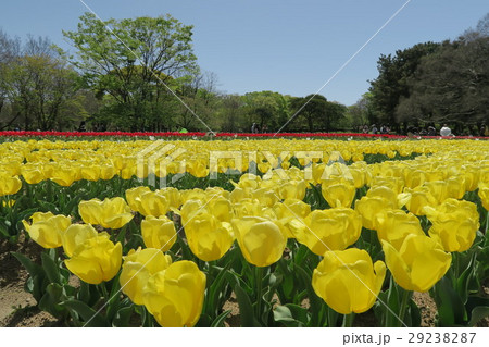 万博記念公園自然文化園～チューリップの花園～ 29238287