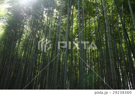 竹林30 竹林30 29238360