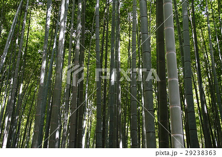 竹林33 竹林33 29238363