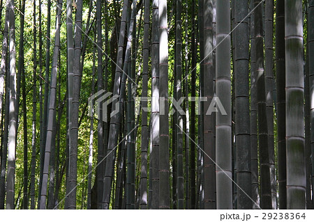 竹林34 竹林34 29238364
