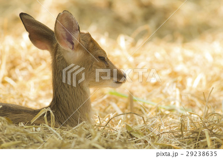 Young deer 29238635