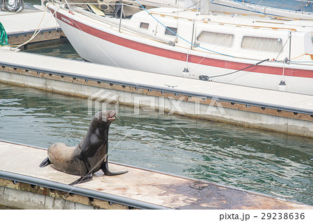 seal at pier seal at pier 29238636