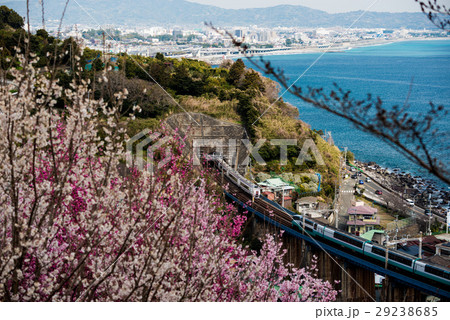 東海道の桜 29238685