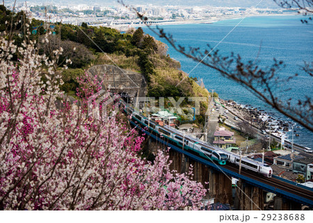 東海道の桜 29238688