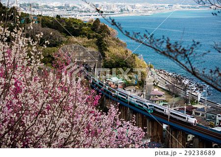 東海道の桜 29238689