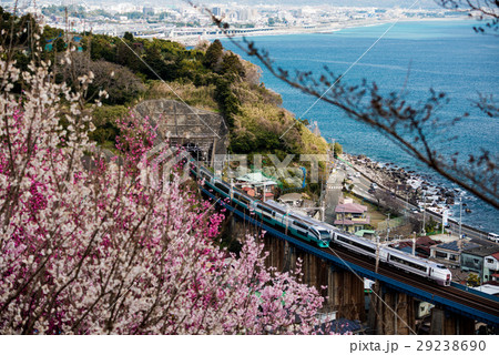 東海道の桜 東海道の桜 29238690