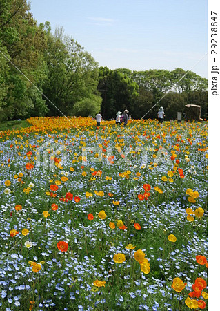 万博記念公園自然文化園~花の丘~ 万博記念公園自然文化園~花の丘~ 29238847