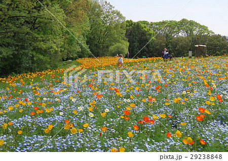 万博記念公園自然文化園～花の丘～ 29238848