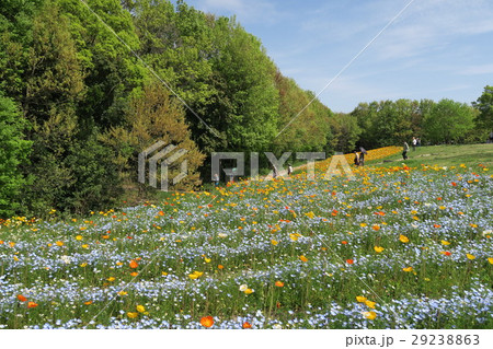 万博記念公園自然文化園 花の丘 の写真素材 29238863 Pixta