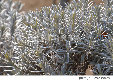 樹木：ラバンジン・ラベンダーグロッソ　シソ科 29239029