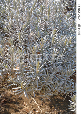 樹木：ラバンジン・ラベンダーグロッソ　シソ科 29239031