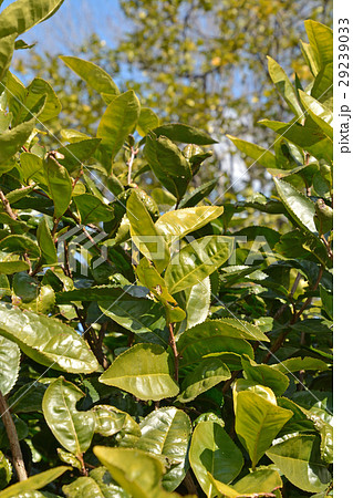 樹木：トウチャ　ツバキ科 29239033