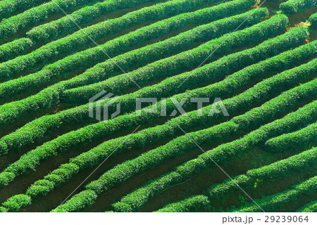 Row of green-tea trees in farm 29239064