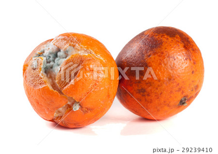 one moldy tangerine isolated on white background one moldy tangerine isolated on white background 29239410