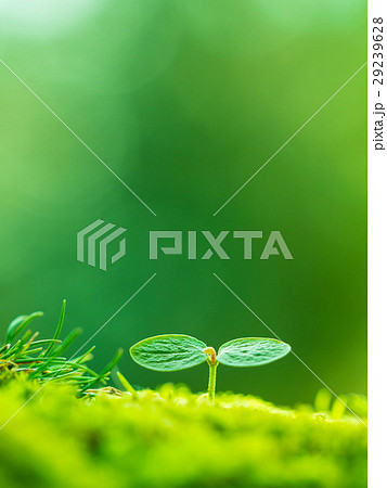 植物の芽生え 29239628