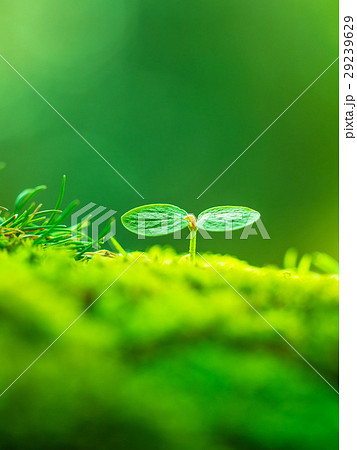 植物の芽生え 29239629