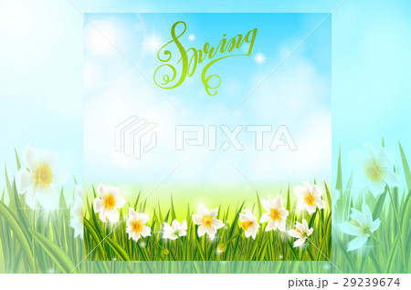 Spring background with daffodil narcissus flowers 29239674