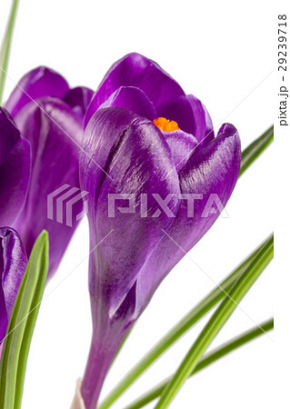 Crocus flowers isolated on white background 29239718