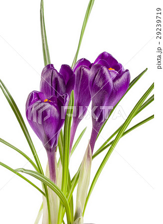 Crocus flowers isolated on white background Crocus flowers isolated on white background 29239719